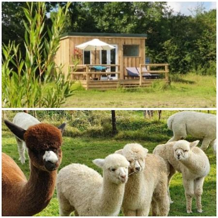 Dartmoor Reach Alpaca Farm Heated Cabins 5 Mins Drive To Dartmoor Bovey Tracey Exterior foto
