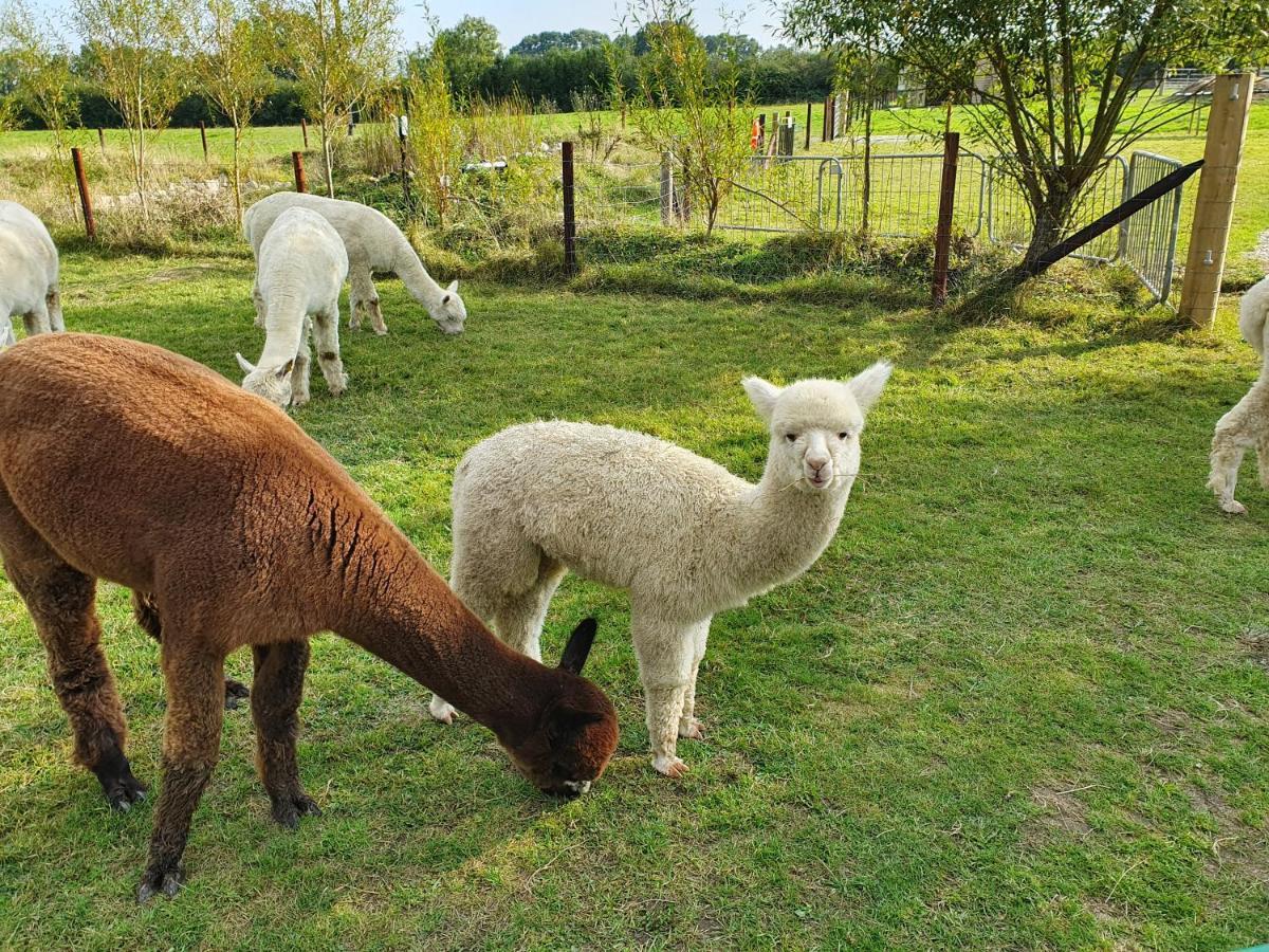 Dartmoor Reach Alpaca Farm Heated Cabins 5 Mins Drive To Dartmoor Bovey Tracey Exterior foto